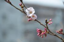 Fotografe 1 de flores de cereja de grande Okagawa de 17 de março de 2020