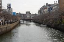 2021년 3월 17일의 오오카강의 벚꽃의 사진 2