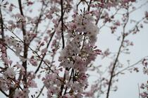 桜の画像１