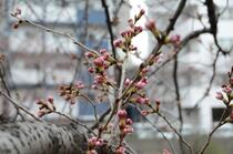 桜の画像３