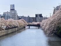 Cherry Blossom Image 1