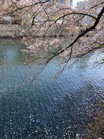 Cherry Blossom Image 2