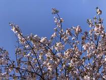 Cherry Blossom Image 3