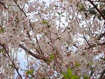 Cherry Blossom Image 2