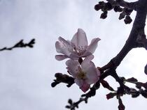 Imagem 4 de flores de cereja
