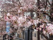 Cherry Blossom Image 3