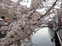 桜の画像３