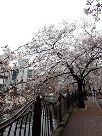 Image 4 of cherry blossoms