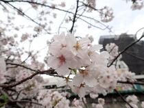 桜の画像１