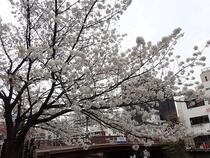 桜の画像２