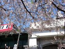 桜の画像２