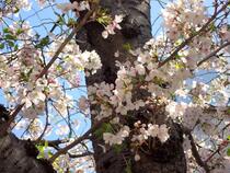桜の画像４