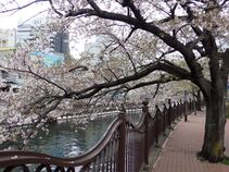 Image 2 of cherry blossoms