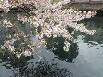 Image 4 of cherry blossoms
