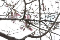 桜画像４