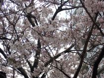 桜画像２