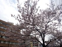 桜画像１