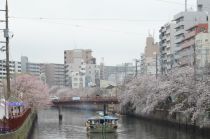 桜画像１