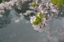 桜画像３