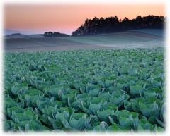 Photo of cabbage field