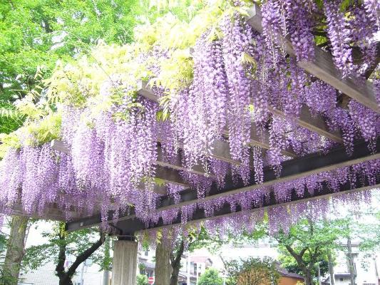 藤の花再生プロジェクト 横浜市西区