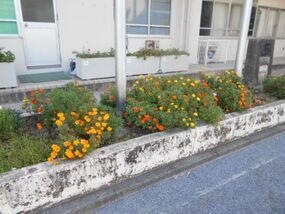 Photograph of flower bed at Hiranuma Elementary School