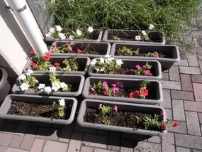 Photograph of flower bed at Fujimidai Elementary School