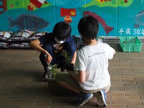 Photographs of flower planting at Minato Mirai Honmachi Elementary School