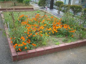 Photograph of flower bed at Miyatani Elementary School