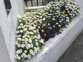 Photograph of flower bed of Iwaihara Junior High School