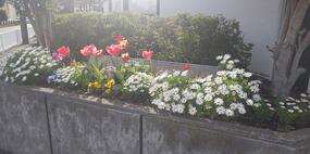 Photograph of flower bed at Okano Junior High School