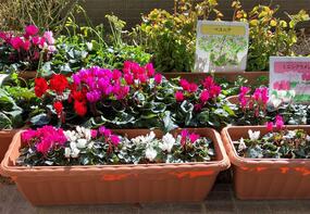 藤棚地区センターのプランターの写真