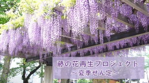 藤の花の画像