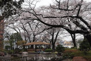 掃部山公園桜の写真