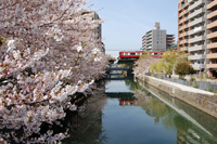 This page contains photos of cherry blossoms.