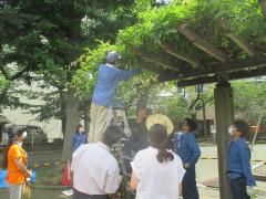 再生に向けた藤棚の剪定の様子