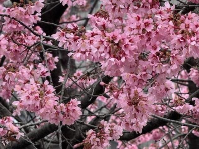 2026年3月2日の戸部公園ヨコハマヒザクラ