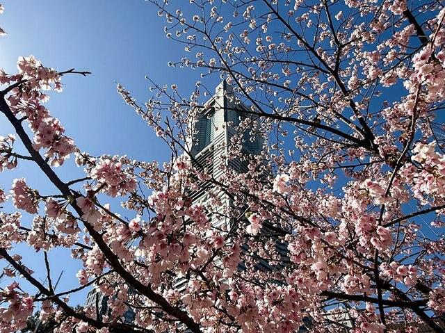 2026年3月4日の日本丸メモリアルパークの大寒桜