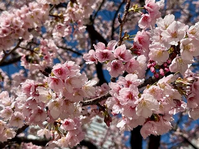 2026年3月4日の日本丸メモリアルパークの大寒桜2