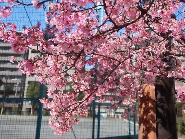 2026年3月4日の戸部公園のヨコハマヒザクラ1