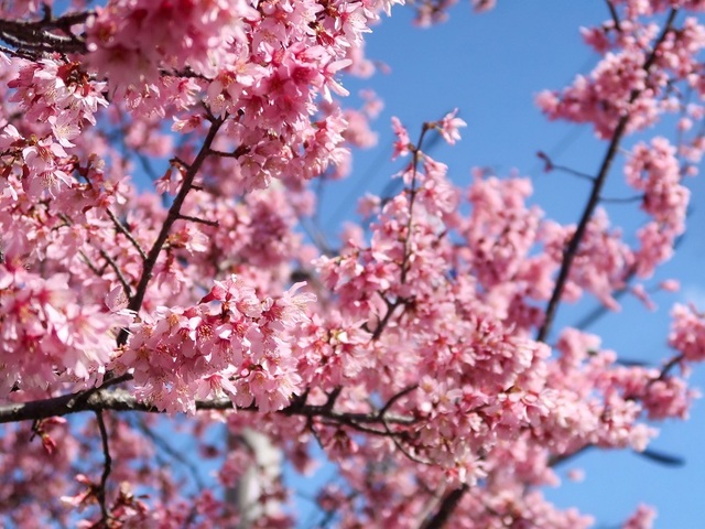 2026年3月4日の戸部公園のヨコハマヒザクラ2