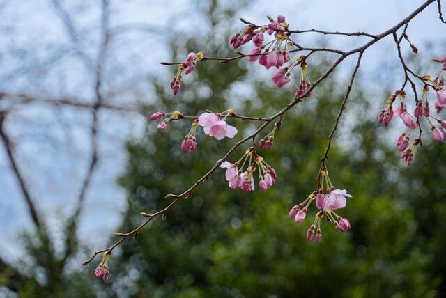 2026年3月19日の掃部山公園園路の桜