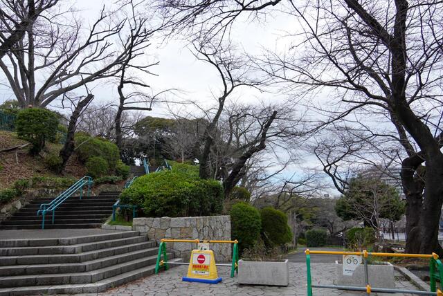 2026年3月19日の掃部山公園園路の桜