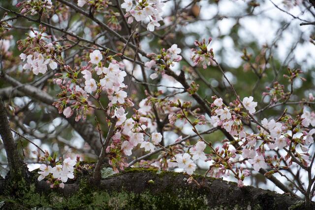 2026年3月19日の伊勢山皇大神宮の桜