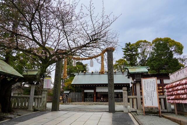 2026年3月19日の伊勢山皇大神宮の桜