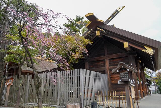 2026年3月19日の伊勢山皇大神宮の桜
