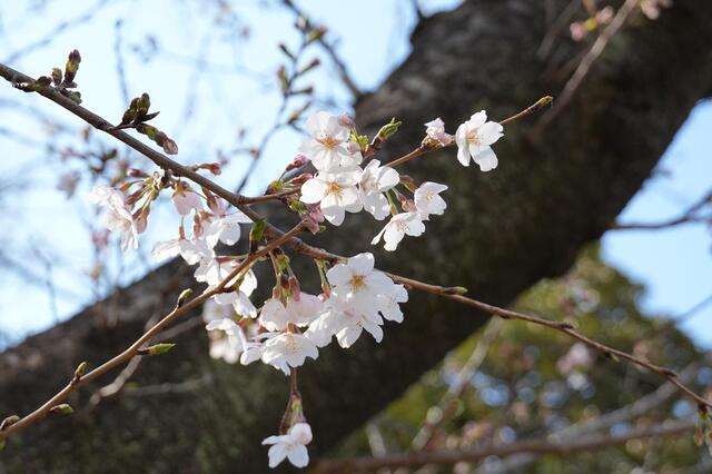2026年3月23日の野毛山公園の桜