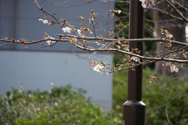 2026年3月23日の野毛山公園の桜