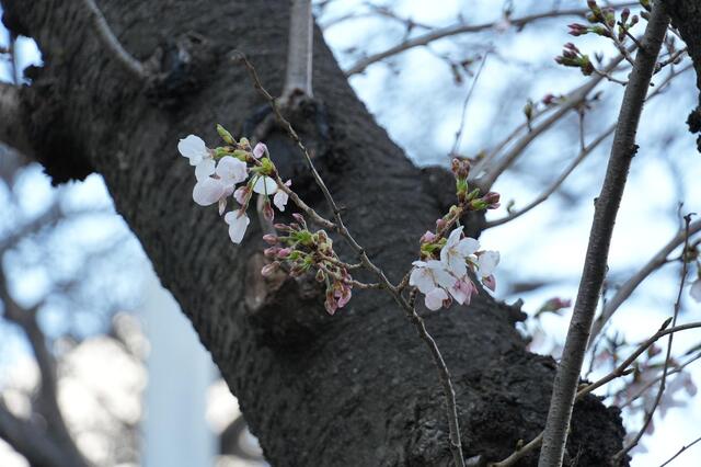 2026年3月23日のさくら通りの桜