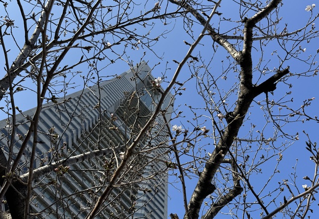 2026年3月23日のさくら通りの桜